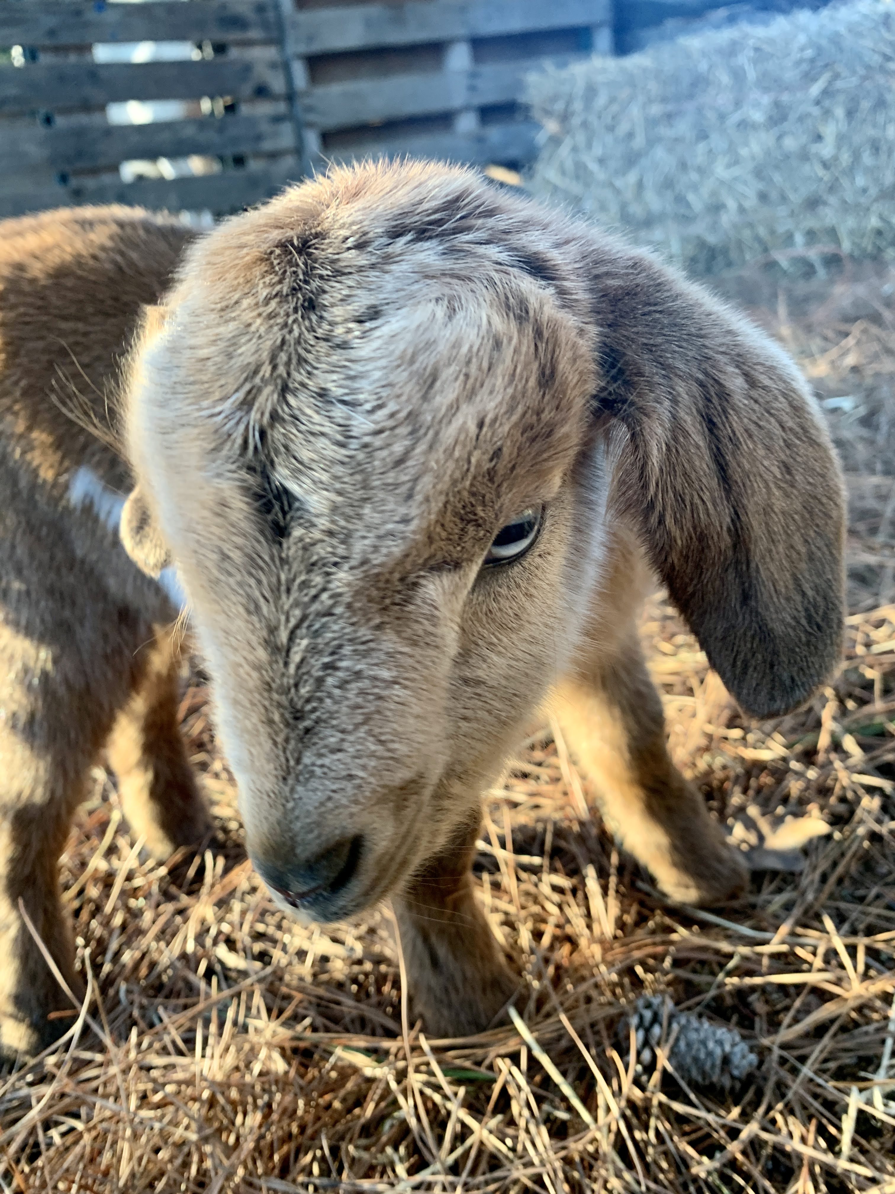Baby Goats 2022